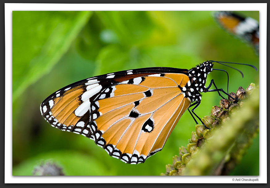 Plain Tiger