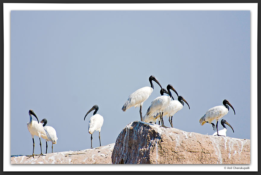 Black Headed Ibis