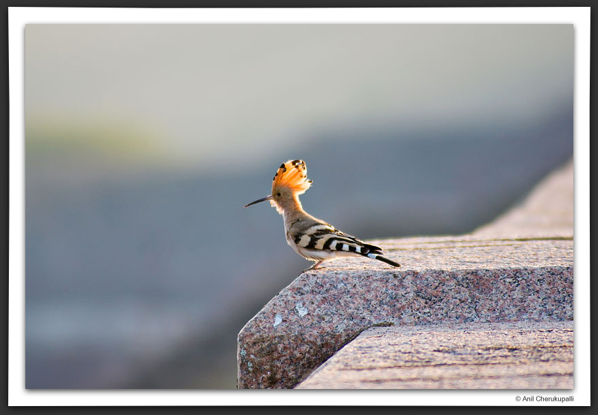 Common Hoopoe