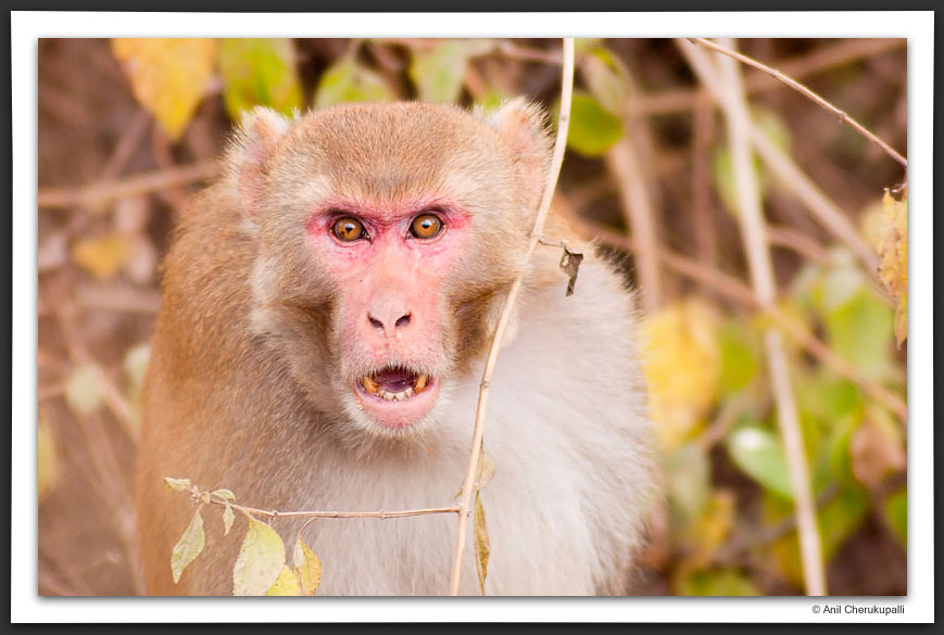Rhesus Aggression