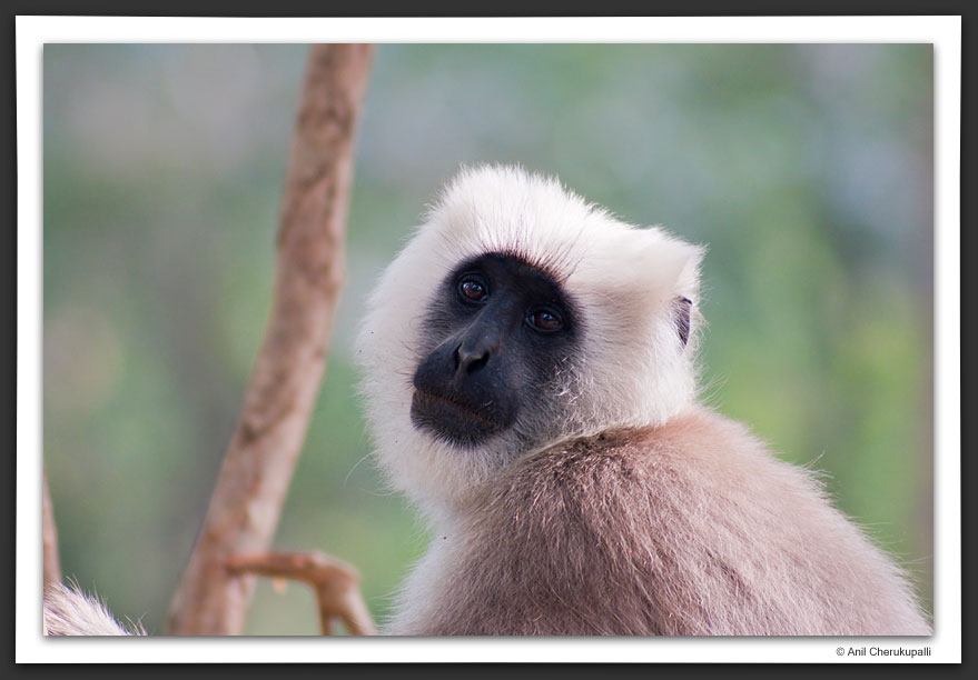 Tarai Grey Langur