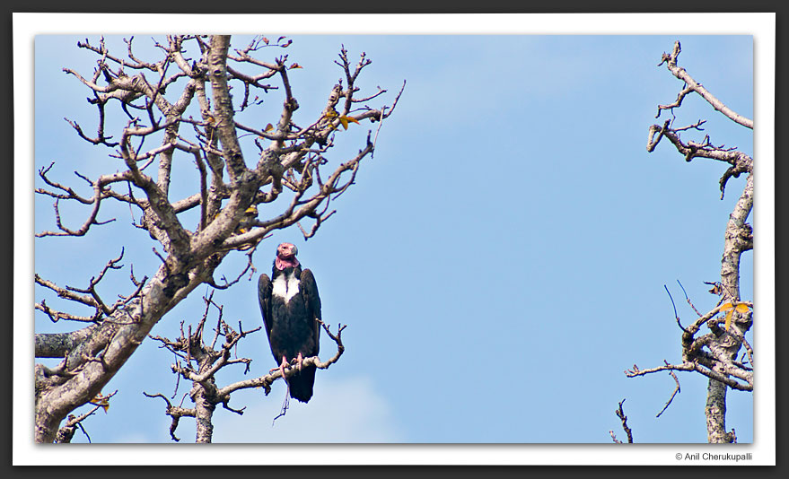 Red-Headed Vulture
