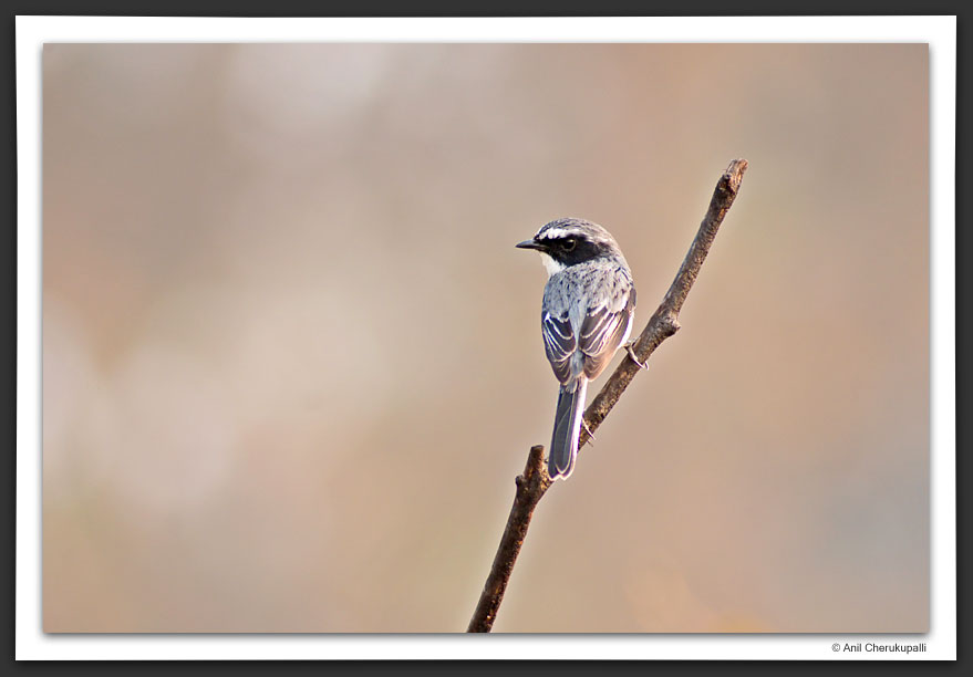 Grey Bushchat