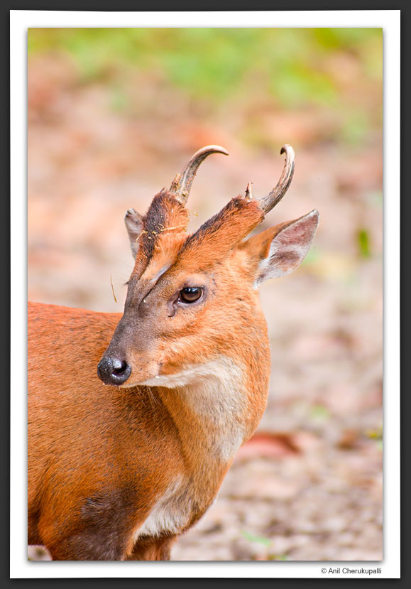 Barking Deer