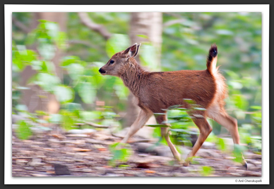 Indian Sambar (Young)