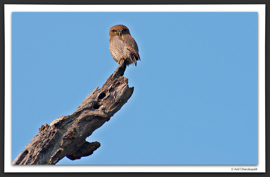 Asian Barred Owlet