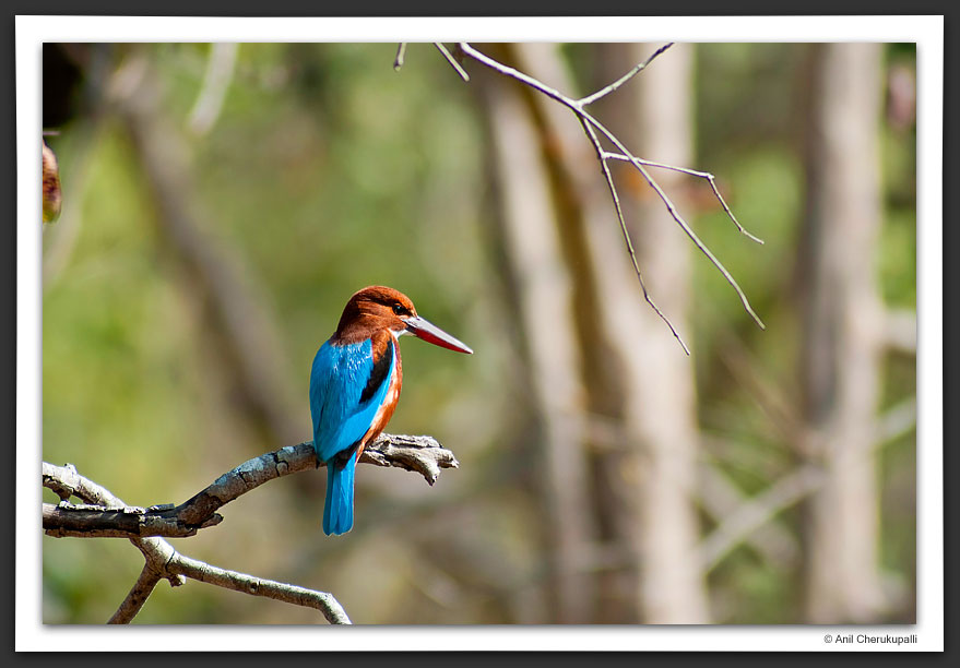White-Throated Kingfisher