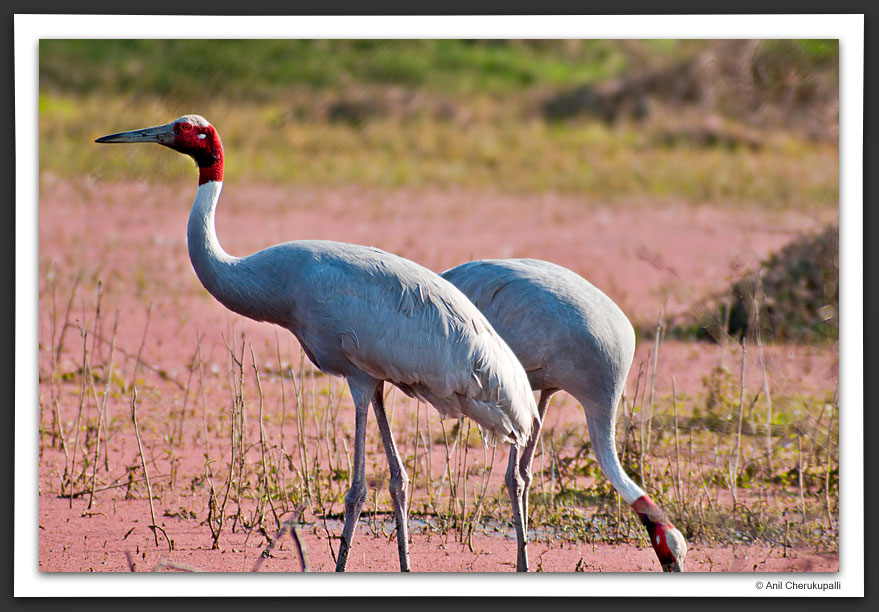 Sarus Crane