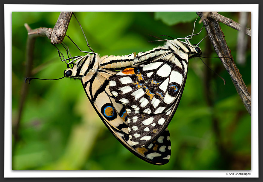 Lime Mating