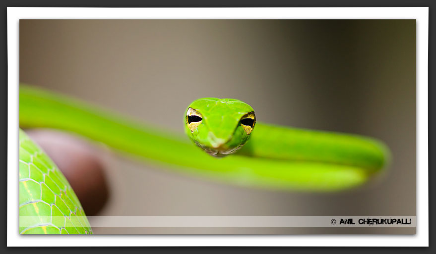 Green Vine Snake