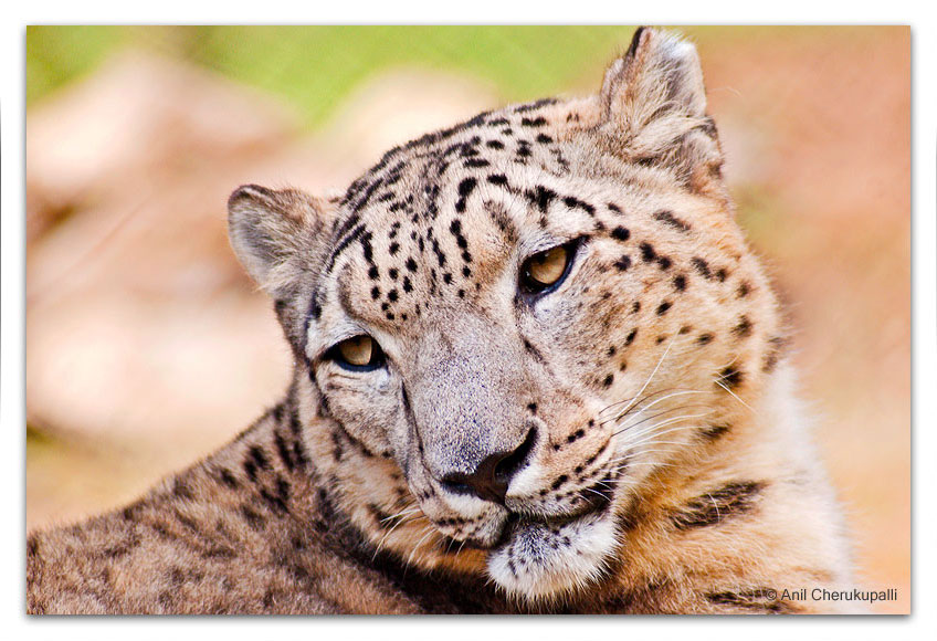 Snow Leopard