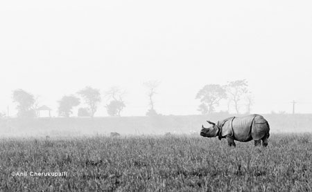 Indian One Horned Rhinoceros, Pobitora WLS, Assam