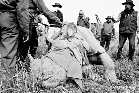 Tranquilized Rhino for Translocation, Pobitora WLS, Assam