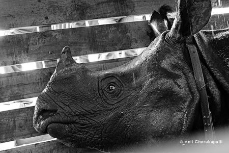 Revived Rhino in Crate for Translocation, Pobitora WLS, Assam