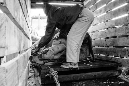 Rhino being loaded into its crate