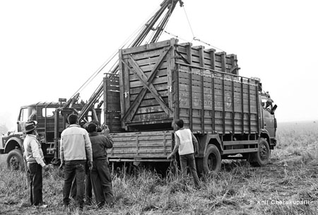 Crate with Rhino Being Loaded onto Truck for Transport to Manas