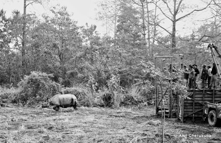 Rhinos Released in Manas National Park, Assam-2
