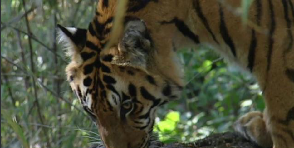 Conservation Through Cameras