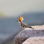 Common Hoopoe