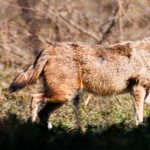 Golden Jackal