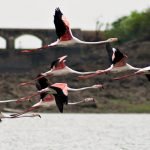 Greater Flamingo (In Flight)