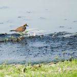 Little Ringed Plover