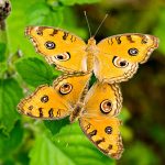 Peacock Pansy Mating