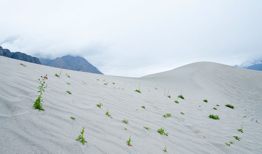 Sand-Stone-and-Green