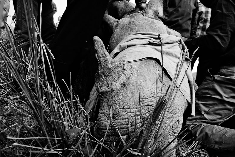 From Pobitora to Manas